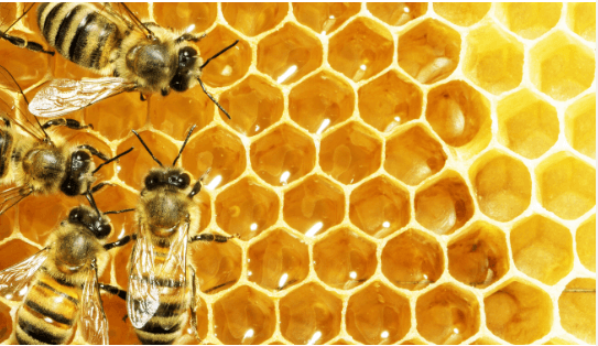 Clipart:2brpqumq918= Honeybee