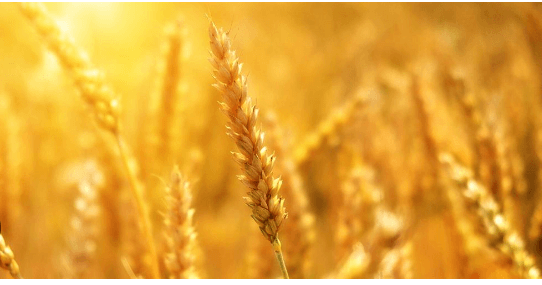 Clipart:_Zqkey3rzzc= Wheat