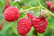 Clipart:9zjaxlpm4xq= Raspberry