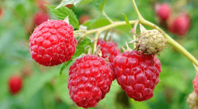 Clipart:9zjaxlpm4xq= Raspberry